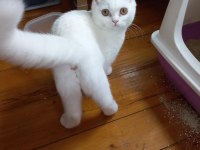 3,5 aylık dişi British Shorthair