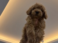 2 AYLIK POODLE YAVRULARI