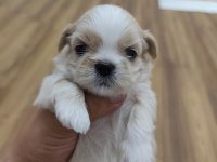 0 numara orijinal safkan şecereli shih tzu yavruları 3 erkek