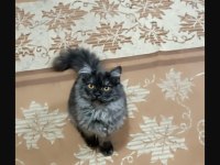 British longhair kedim
