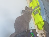1 yaşındaki british shorthair kızımı sahiplendiriyorum