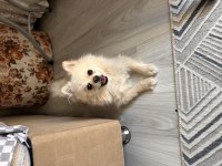 En Uygun Aşılı Güzel Pomeranian