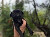 68 günlük pink carrier pug mops bebekler dişi-erkek