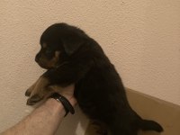 2 erkek ve 3 dişi safkan Macar Koca Kafa Rottweiler Köpekler