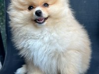 Aile Aranıyor: Sevimli Pomeranian Yavrusu Cookie