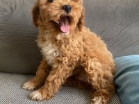 Maltipoo bebeklerimiz