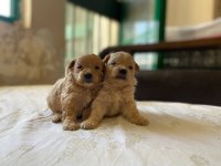 Teacup Maltipoo Yavrular