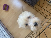 2 aylık bebek köpeğime yuva