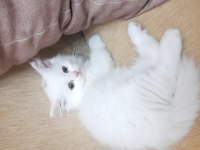 Pamuk kedimiz Simba mi kim ister