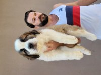 Safkan ırk garantili fci şecereli st bernard yavrular