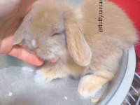 SARI / KARAMEL BEYAZ HOLLANDA LOP TAVŞANI ÇİFT RENKLİ