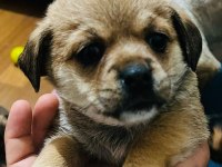 6 aylık ırkının tüm özelliklerini taşıyan pinscher