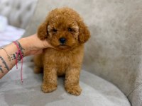Toy Poodle Minik Yavrular