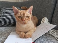 Kedimiz tarçın yeni yuvasını arıyor