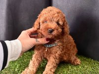 Sevimli Toy Poodle Yavrularımız