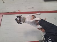 Manken Jack Russell Kızımız