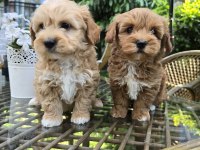 Küt Burun Turuncu Renk Maltipoo Yavrular