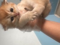 British Shorthair Kedisi