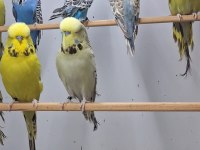 Show Jumbo Muhabbet Kuşları