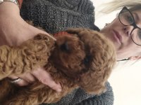 Son kız poodle bebişimiz