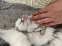 British shorthair kediler vakti gelince sahiplendirilecek