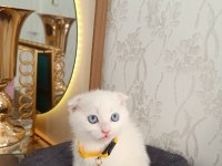 Anne baba scrli top kafa scottish fold kar beyaz yavrular