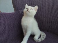 MİSKET GÖZLÜ BRİTİSH SHORTHAİR EVLAT