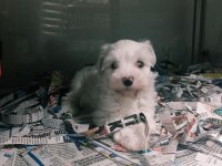 Sevimli bebek köpekler