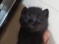 1.5 Aylık British Shorthair Antalya