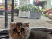 Scottish fold oğlumuz yeni yuvasını arıyor