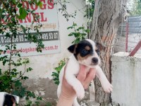 SDK çiftlikten kısa bacak jack russell terrierler