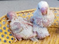 Jumbo yavru muhabbet kuşları 20 günlük