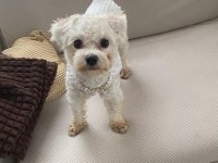 Sıfır numara maltipoo 1 buçuk yaşında dişi
