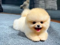 Profesyonel Yetiştiriciden Pomeranian Güvenli Teslim
