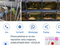 Muhabbet Kuşu Yavru Veya Yetişkin