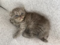Safkan Scottish Fold Longhair Yavru
