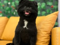 Pomeranian Spitz, Boo Değil