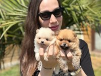 Gerçek Pomeranian Boo Face Sağlık Ve Irk Garantili
