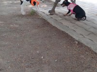 4 aylık aşıları tam tuvalet eğitimi var yavru şivava