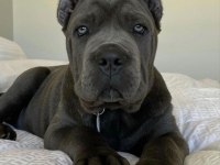 Estetikli Black ve Blue Cane Corso Yavrular