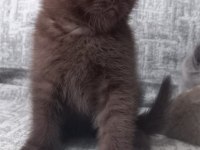 British shorthair çikolata kahverengi aranan renk