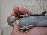 Yavru sevda papağanı açıklama okuyun