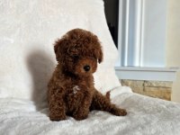 Toypoodle Aşılı Yavrular