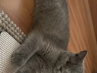 British Shorthair Kedimiz Yeni Yuva Arıyoruz