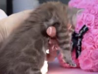 Yurt dışından getirdiğim bengal kedilerimin yavruları