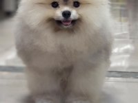 POMERANİAN BOO AYI SURAT YAVRULARİMİZ