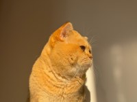 British shorthair golden erkek
