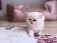 Ns11 dişi british longhair