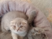 Scottish fold kedimiz