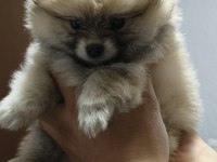 Pomeranian Boo Erkek Ve Dişi Yavrularımız